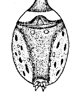 speciesimage