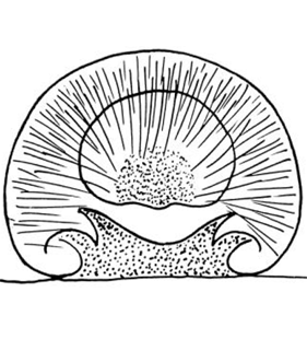 speciesimage