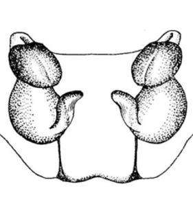 speciesimage