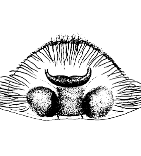 speciesimage