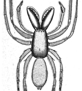 speciesimage