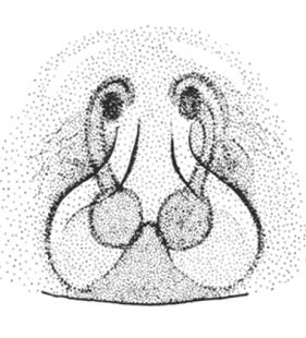 speciesimage