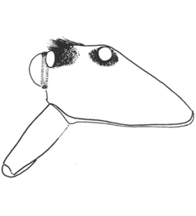 speciesimage