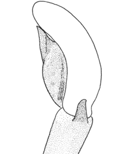 speciesimage