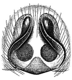 speciesimage