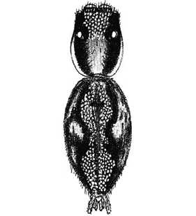 speciesimage