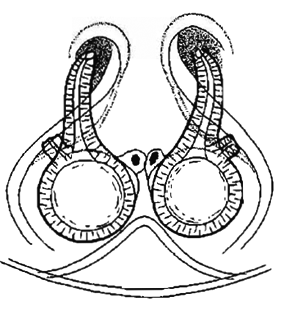 speciesimage