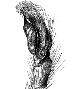 speciesimage