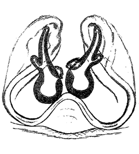 speciesimage
