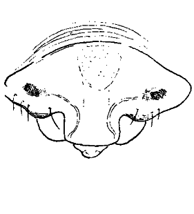 speciesimage