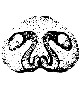 speciesimage