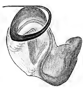 speciesimage