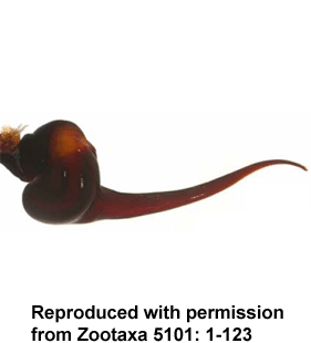 speciesimage