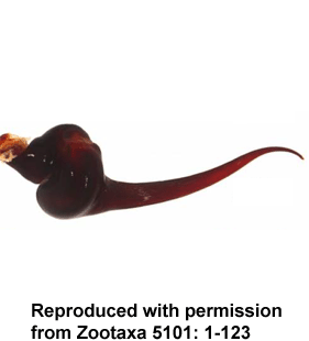 speciesimage
