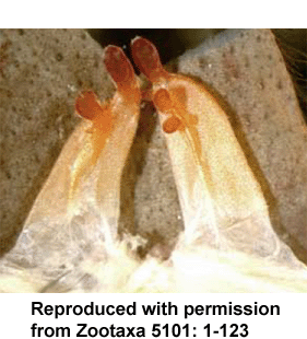 speciesimage