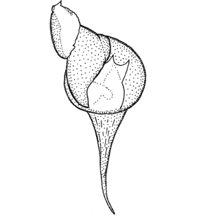 speciesimage