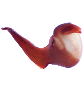 speciesimage