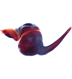 speciesimage