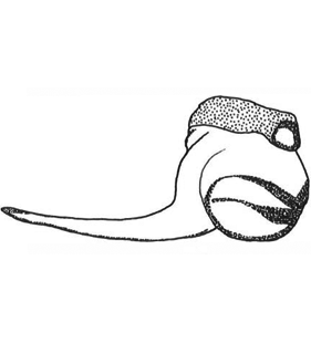 speciesimage
