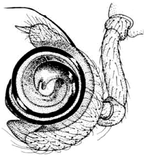 speciesimage