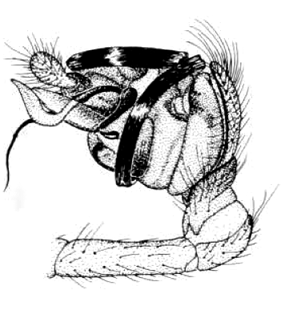 speciesimage