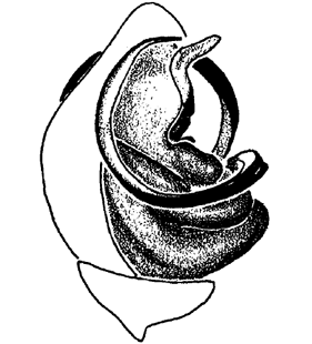speciesimage