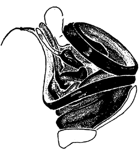 speciesimage