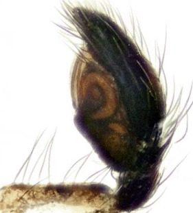 speciesimage