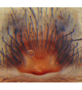 speciesimage