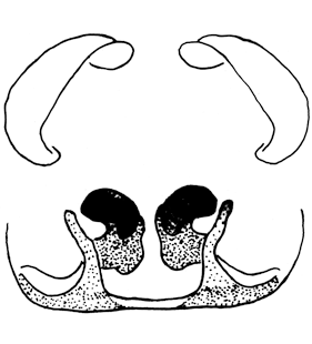 speciesimage
