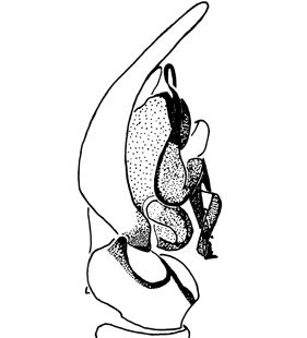 speciesimage