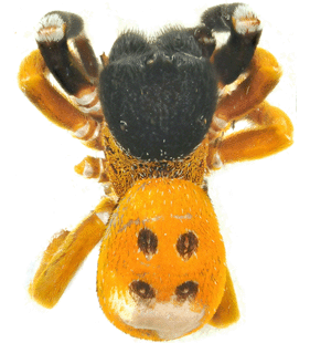 speciesimage