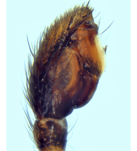 speciesimage