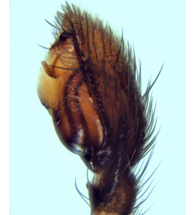 speciesimage