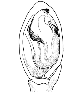 speciesimage