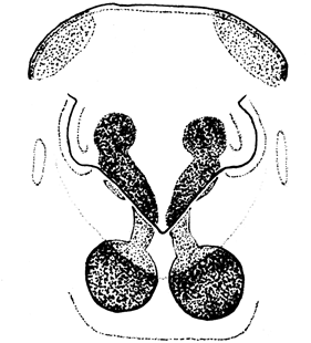 speciesimage