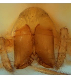 speciesimage