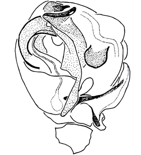 speciesimage