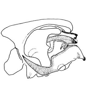 speciesimage