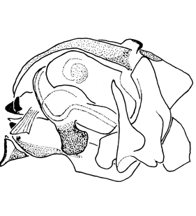 speciesimage