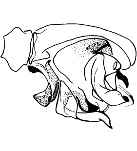 speciesimage