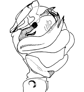 speciesimage