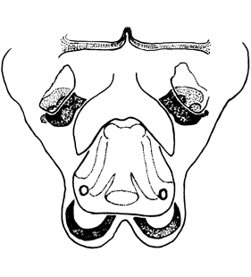 speciesimage