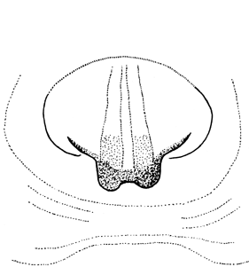 speciesimage
