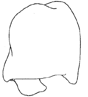 speciesimage