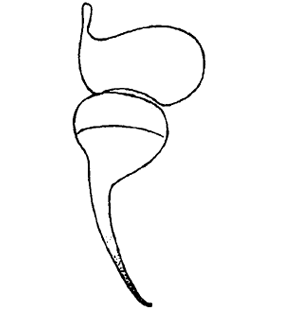 speciesimage