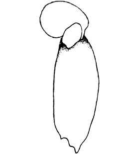 speciesimage