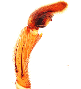 speciesimage