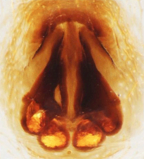 speciesimage