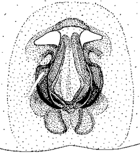speciesimage